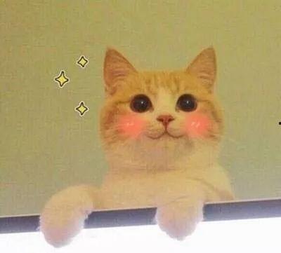 猫猫永不为奴娱乐吃瓜酱